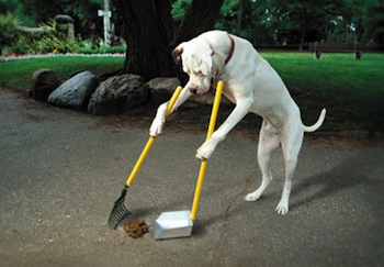 Dog sweeping up its own poop